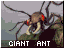 Giantant.gif