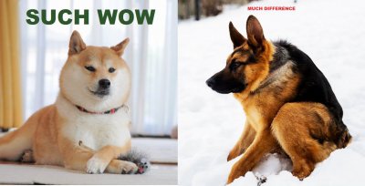 doge_and_shephard_comparison.jpg